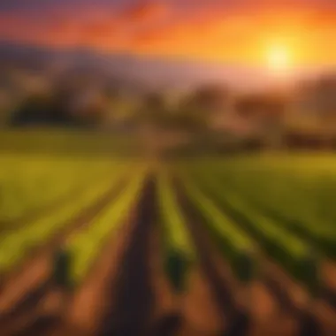 Sunset over a vineyard in Napa Valley